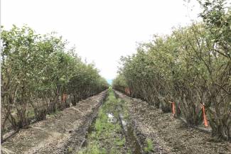Blueberry bushes with scorch virus are tagged. Courtesy Carolyn Teasdale, BC Ministry of Agriculture and Food. 