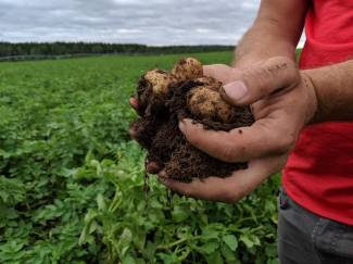 Seed potato business is now owned by AgPro Capital.