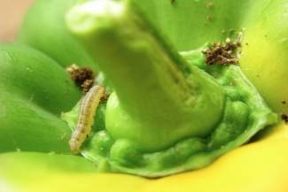 European corn borer larva feeding and boring into pepper fruit with piles of frass around the calyx. 