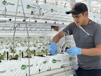 Nature Fresh Farms is expecting its first crop of organic greenhouse-grown strawberries in its Delta, Ohio facility in the fall of 2023.