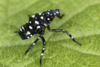 Spotted lanternfly has four nymphal stages called instars. The first three instars are black with white spots. 
