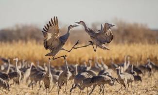 migratory sandhill cranes