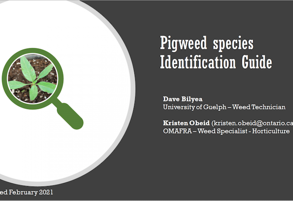 PIGWEED SPECIES IDENTIFICATION GUIDE poster