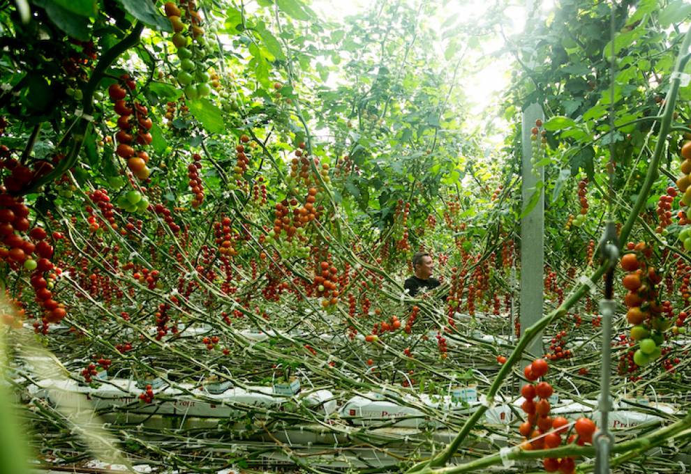 OFVC tomato jungle