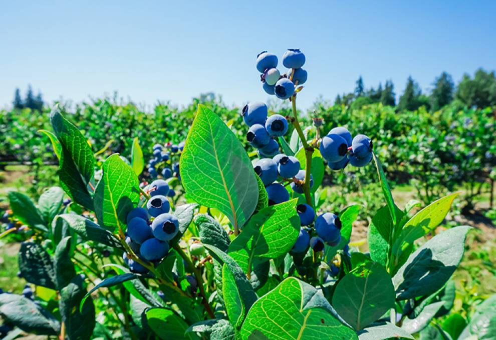 Highbush blueberries