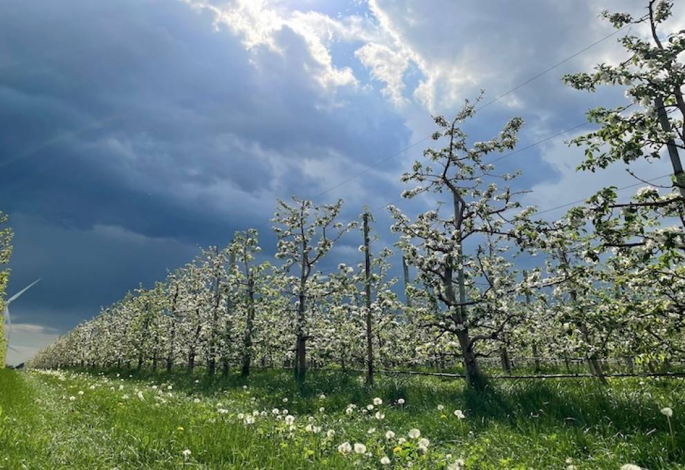 It’s estimated that a single acre of orchard fixes about 20 tons of CO2 from the atmosphere, releases 15 tons of oxygen and provides more than five billion BTUs of cooling power every year. Photo by Brian Rideout.