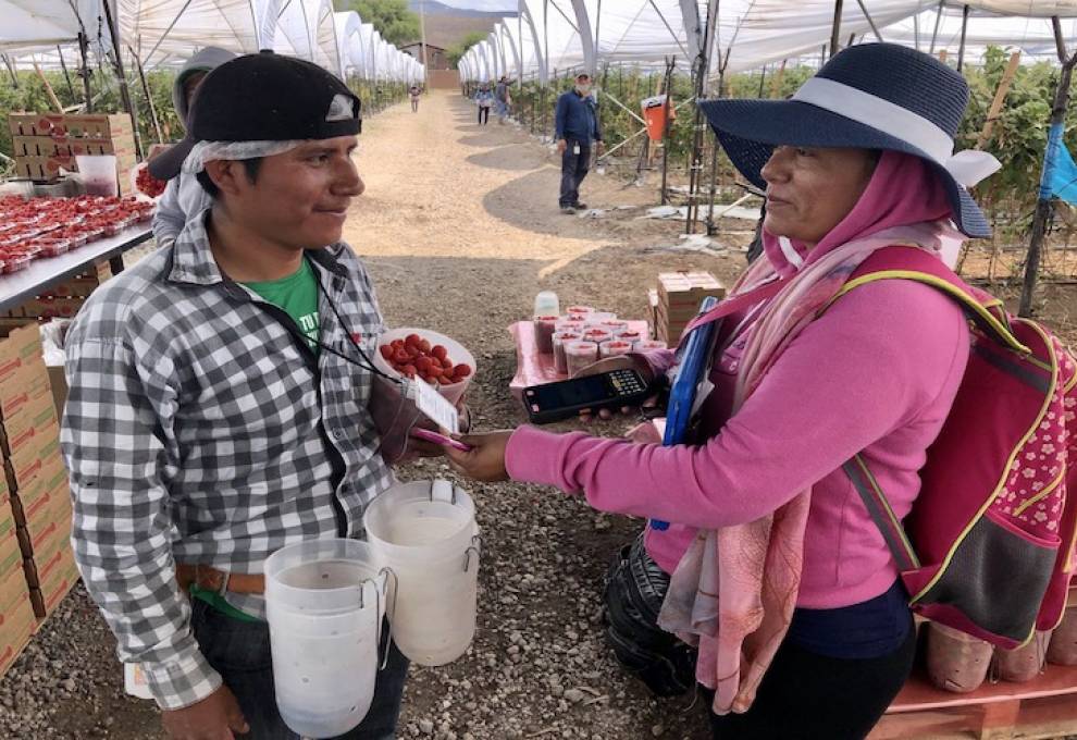 Raspberry picker Trinidad Gomez (left) has his identification tag scanned by supervisor Guillermina Moreno each time he brings in a flat of berries. Photo by Owen Roberts.