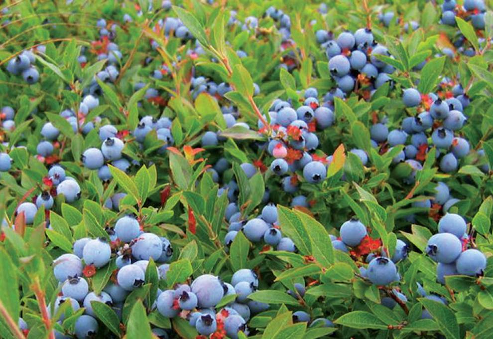 Lowbush blueberries