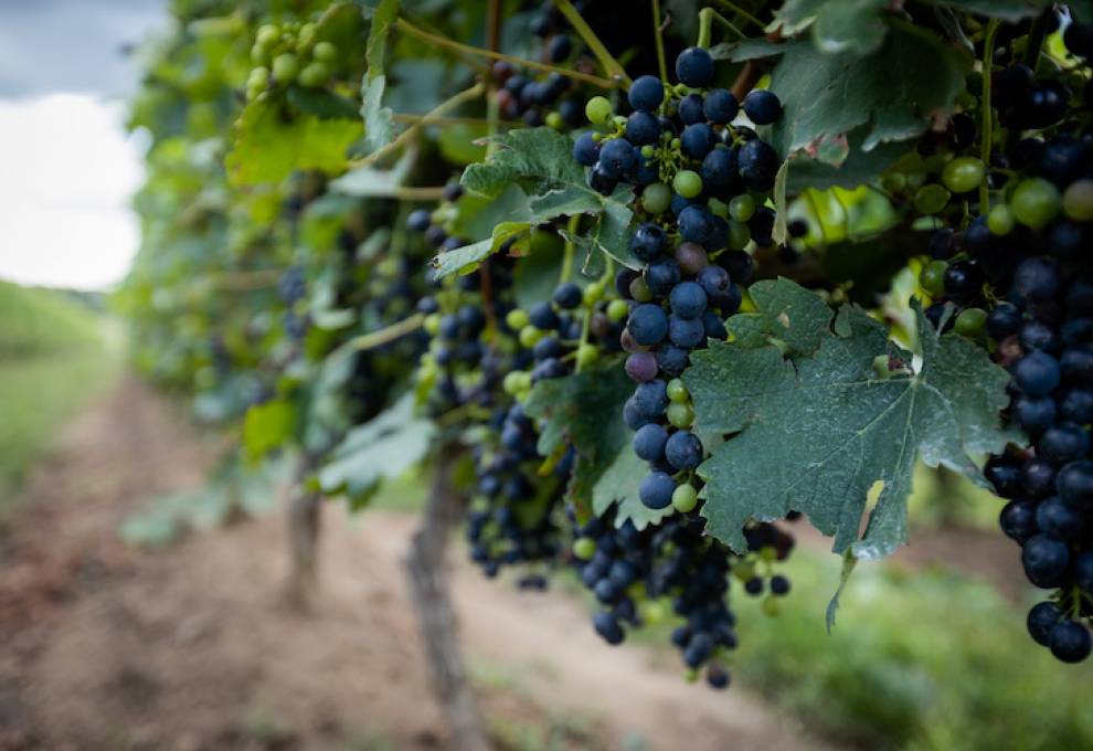 Allegro wine grapes-200