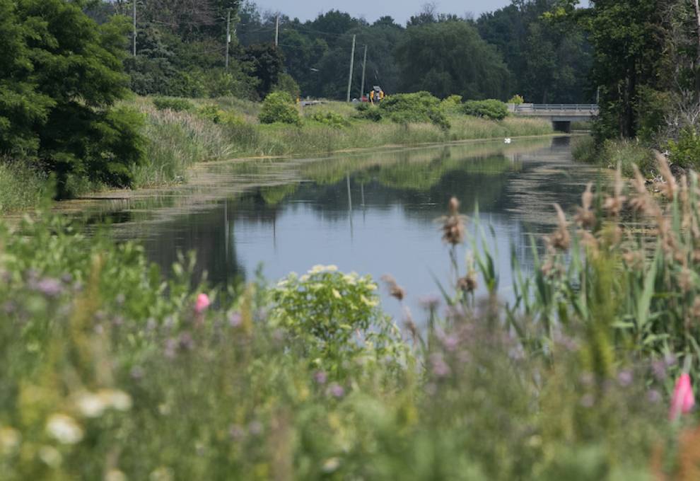 In the Holland Marsh, north of Toronto, the Ontario Agricultural College led a biodiversity project in 2019 on the banks of the canal. The project demonstrates keen interest in diverse plant species that attract pollinators that co-exist in an intensively farmed area. 
