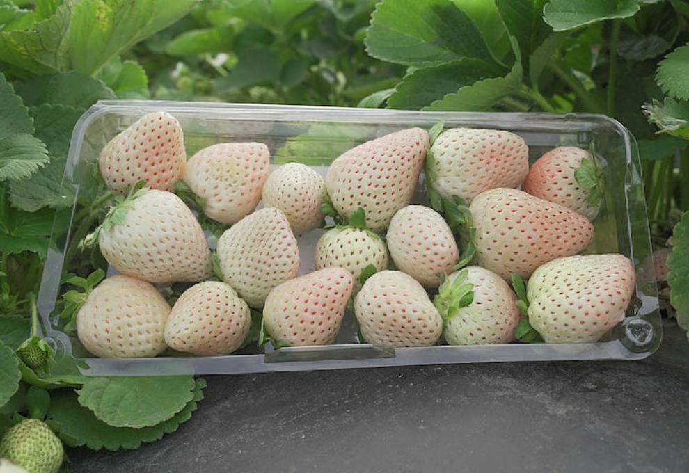 The new premium white strawberry variety Florida Pearl is an all-new visual and tasting experience. This fruit with its deliciously exotic tropical flavour and a delicate pineapple aroma has dark red seeds in a white to light pink skin with completely white flesh.