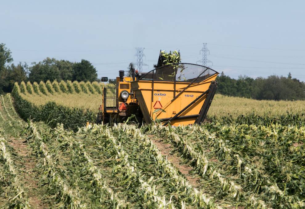 Sweet corn being harvested in southwestern Ontario for processing. 