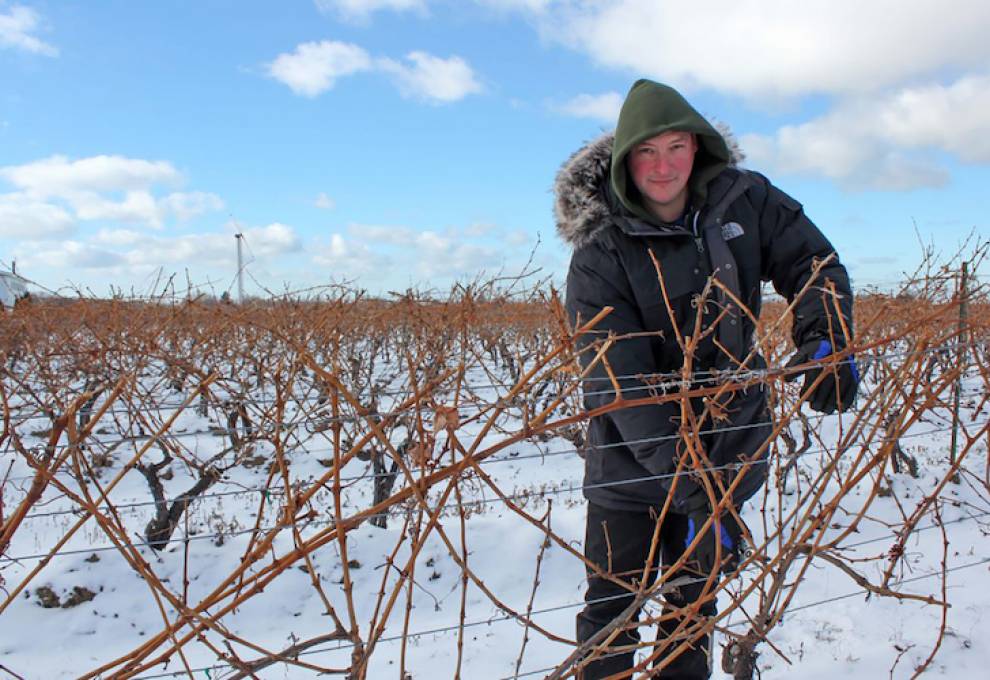 Cool Climate Oenology and Viticulture researcher Jim Willwerth is helping grape growers across Canada to build resiliency in the vineyard in order to mitigate the effects of climate change.