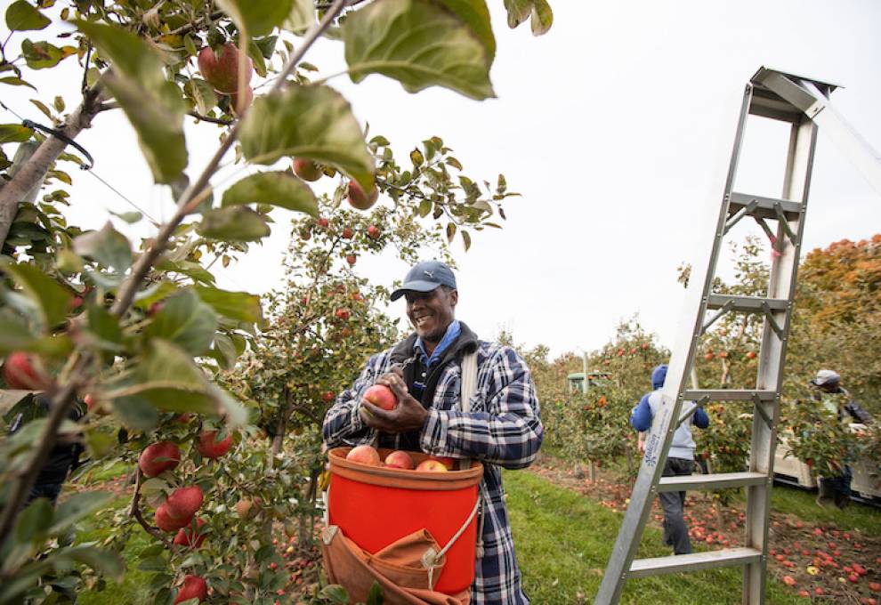 The Jamaican Ministry of Labour has released is findings on conditions of seasonal agricultural worker employment after 70 farm visits across Canada. 