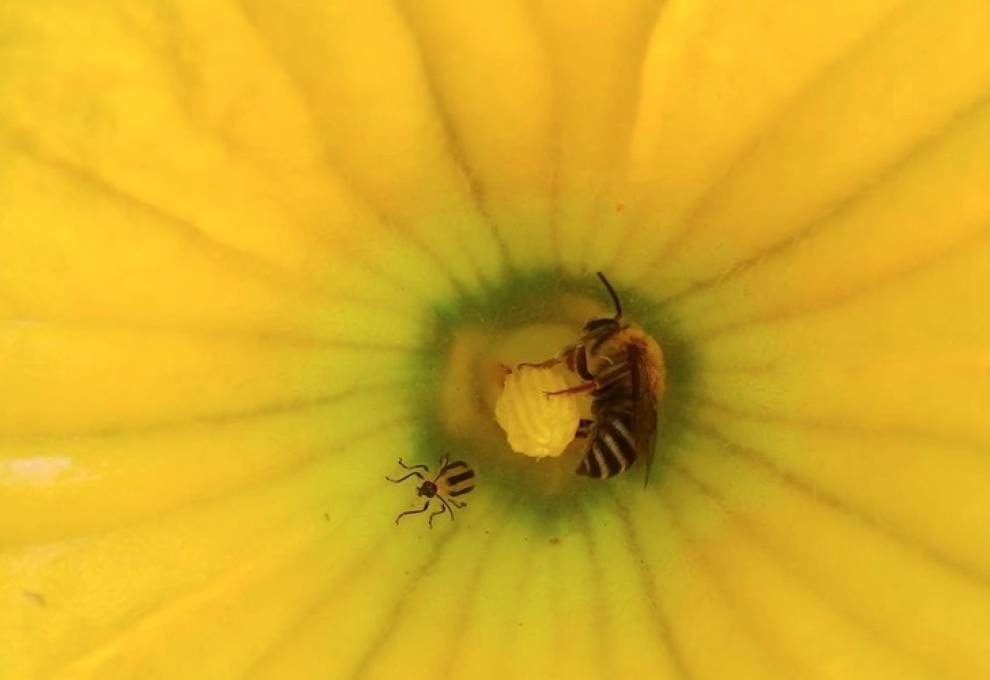 An important wild pollinator (squash bee) and an important  pest (cucumber beetle) together on a pumpkin flower.