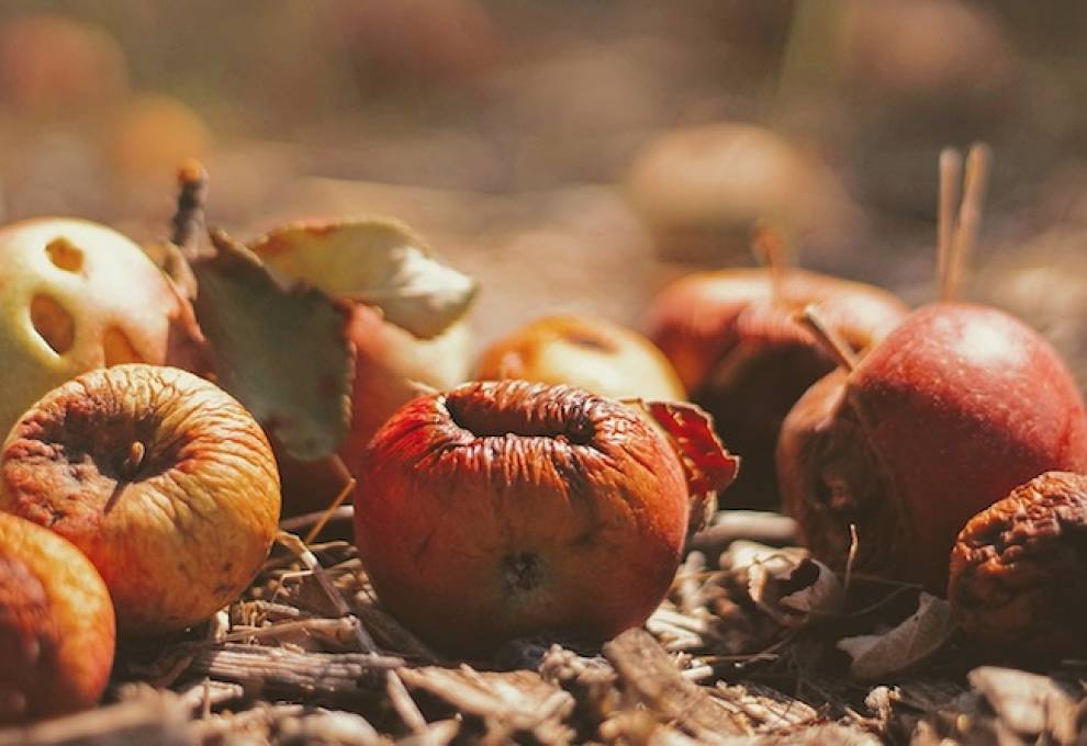 UBCO researchers are looking at ways to convert rotting fruit into energy. Photo by Joshua Hoehne on Unsplash.