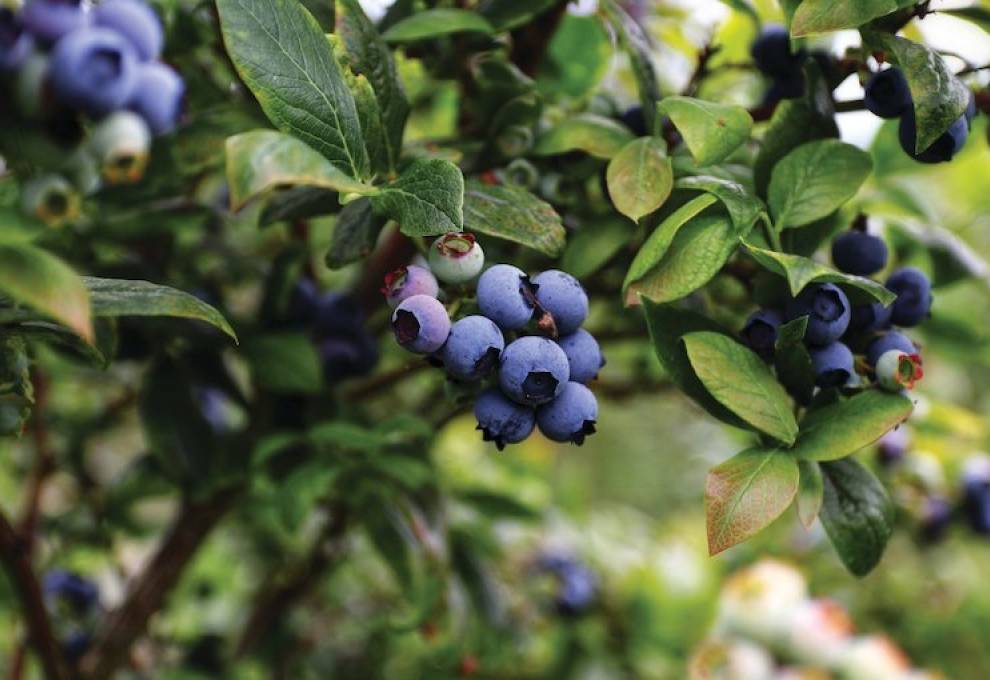 The U.S. Highbush Blueberry Council published a special audio report on May 31, offering analysis of crop harvests and development in key growing areas. 
