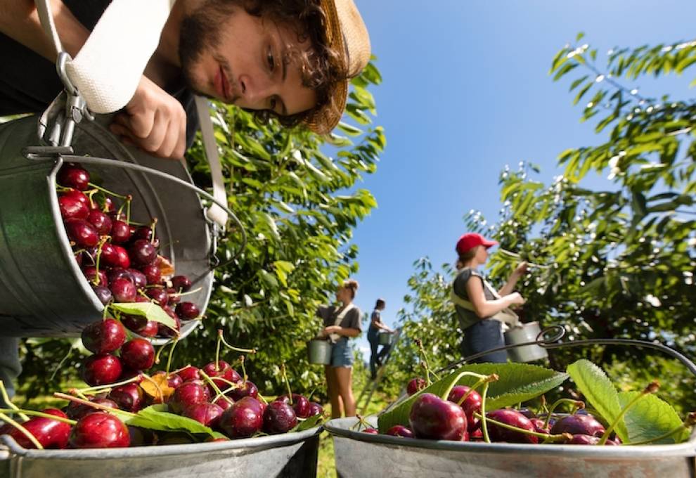 These Québecois farm workers are used to picking British Columbia cherries in the Okanagan Valley for markets as far afield as Europe and Asia. For the first time, the 400 members of the BC Cherry Association are intensifying their focus on domestic markets, launching Canadian Cherry Month from July 15-August 15. Photo courtesy of BC Cherry Association.