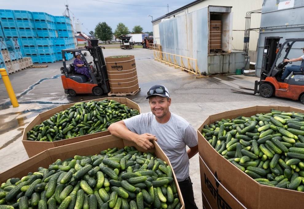 Ontario’s field cucumbers are mostly hand-harvested to be pickled. Dan Froese is a field cucumber grower near Vienna, Ontario where he also oversees a receiving station for Hartung Brothers, a green shipper with the rights to export the raw ingredient to a brining station in the United States. 