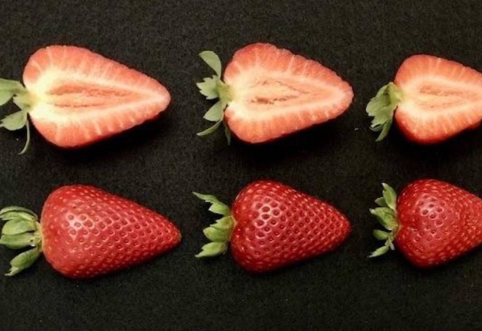 Harvested UC Kevstone strawberries grown in Santa Maria, California, shown sliced in half. They are resistant to Fusarium wilt and produce high vields late in the season. Credit: Cindy Lopez Ramirez/UC Davis