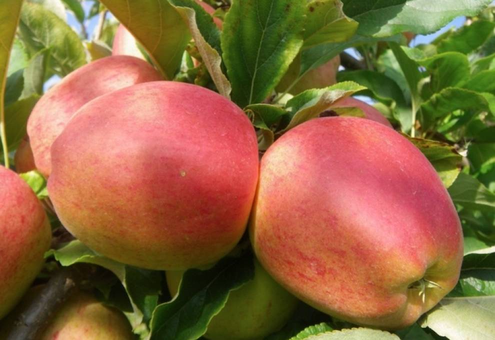 Information meetings will be held March 11-13 in Oliver, Cawston, Kelowna, and Vernon to discuss the potential for improving financial returns through a BC Apple Marketing Commission. 