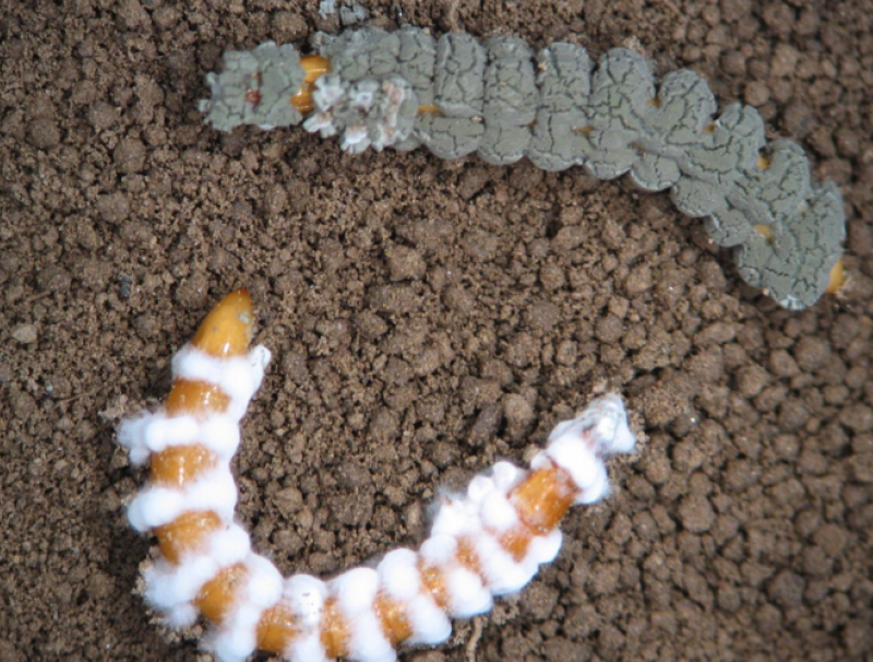 Biological control of wireworms using Metarhizium
