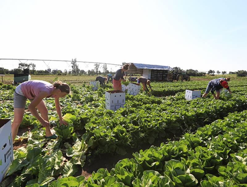 University students hand harvest Romaine lettuce.
