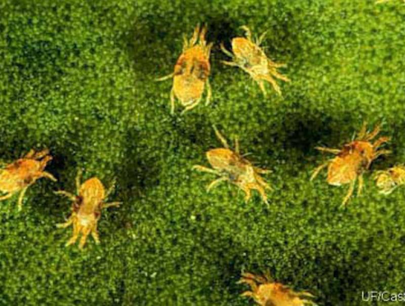 Two-spotted spider mite
