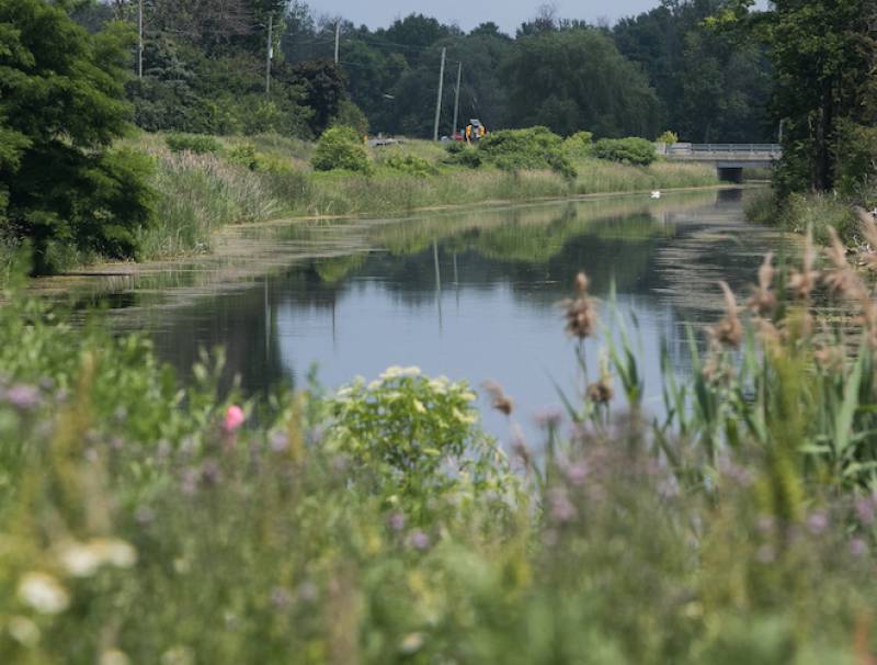 In the Holland Marsh, north of Toronto, the Ontario Agricultural College led a biodiversity project in 2019 on the banks of the canal. The project demonstrates keen interest in diverse plant species that attract pollinators that co-exist in an intensively farmed area. 