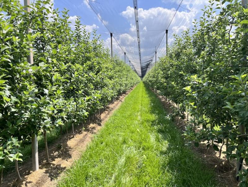 The PMRA has approved a minor label expansion for increased lateral bud break, improved branch angles and tree structure, and branching of nursery stock and non-bearing orchard trees. 
